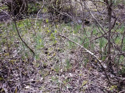 winter-deadened vines and grasses, with spots of green field garlic and yellow flowers